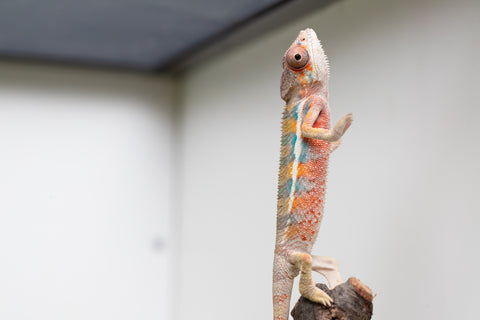 Ambilobe From "Fantara-makara" (AKA Star Gazer) x "Mandiso-ranoray" (AKA Miss Universe) - Hatched April 2026 - Male #7