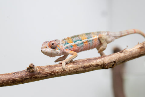 Ambilobe From "Fantara-makara" (AKA Star Gazer) x "Mandiso-ranoray" (AKA Miss Universe) - Hatched April 2026 - Male #7