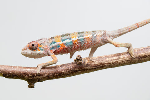 Ambilobe From "Fantara-makara" (AKA Star Gazer) x "Mandiso-ranoray" (AKA Miss Universe) - Hatched April 2026 - Male #7