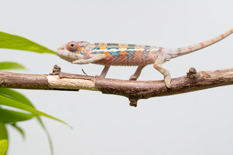 Ambilobe From "Fantara-makara" (AKA Star Gazer) x "Mandiso-ranoray" (AKA Miss Universe) - Hatched April 2026 - Male #7