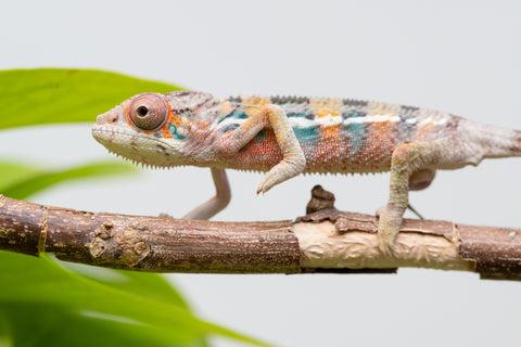 Ambilobe From "Fantara-makara" (AKA Star Gazer) x "Mandiso-ranoray" (AKA Miss Universe) - Hatched April 2026 - Male #7