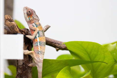 Ambilobe From "Fantara-makara" (AKA Star Gazer) x "Mandiso-ranoray" (AKA Miss Universe) - Hatched April 2026 - Male #7