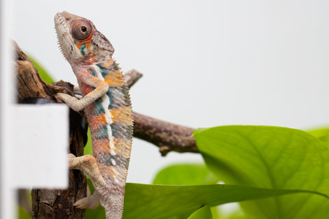 Ambilobe From "Fantara-makara" (AKA Star Gazer) x "Mandiso-ranoray" (AKA Miss Universe) - Hatched April 2026 - Male #7