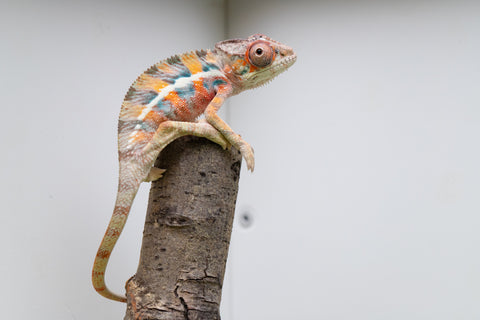 Ambilobe From "Fantara-makara" (AKA Star Gazer) x "Mandiso-ranoray" (AKA Miss Universe) - Hatched April 2026 - Male #7