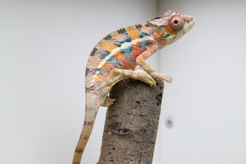 Ambilobe From "Fantara-makara" (AKA Star Gazer) x "Mandiso-ranoray" (AKA Miss Universe) - Hatched April 2026 - Male #7