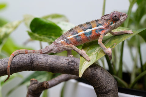 Ambilobe From "Fantara-makara" (AKA Star Gazer) x "Mandiso-ranoray" (AKA Miss Universe) - Hatched April 2026 - Male #7