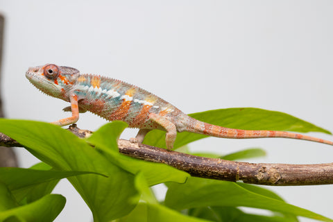 Ambilobe From "Fantara-makara" (AKA Star Gazer) x "Mandiso-ranoray" (AKA Miss Universe) - Hatched April 2026 - Male #8