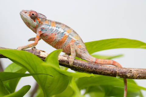 Ambilobe From "Fantara-makara" (AKA Star Gazer) x "Mandiso-ranoray" (AKA Miss Universe) - Hatched April 2026 - Male #8