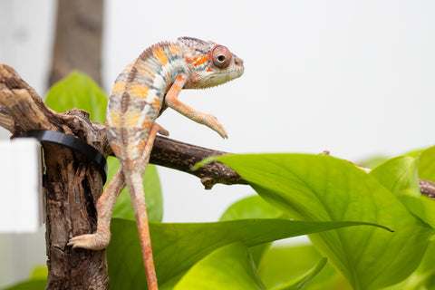 Ambilobe From "Fantara-makara" (AKA Star Gazer) x "Mandiso-ranoray" (AKA Miss Universe) - Hatched April 2026 - Male #8