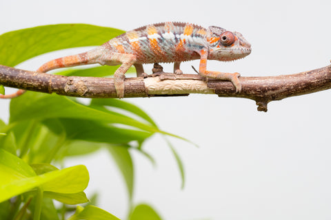 Ambilobe From "Fantara-makara" (AKA Star Gazer) x "Mandiso-ranoray" (AKA Miss Universe) - Hatched April 2026 - Male #8
