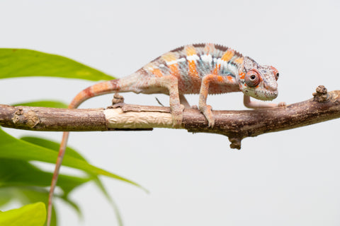 Ambilobe From "Fantara-makara" (AKA Star Gazer) x "Mandiso-ranoray" (AKA Miss Universe) - Hatched April 2026 - Male #8