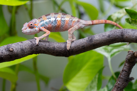 Ambilobe From "Fantara-makara" (AKA Star Gazer) x "Mandiso-ranoray" (AKA Miss Universe) - Hatched April 2026 - Male #8