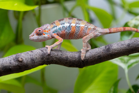Ambilobe From "Fantara-makara" (AKA Star Gazer) x "Mandiso-ranoray" (AKA Miss Universe) - Hatched April 2026 - Male #8