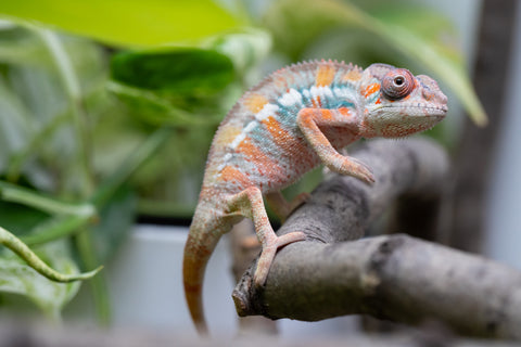Ambilobe From "Fantara-makara" (AKA Star Gazer) x "Mandiso-ranoray" (AKA Miss Universe) - Hatched April 2026 - Male #8