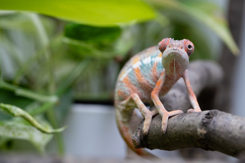 Ambilobe From "Fantara-makara" (AKA Star Gazer) x "Mandiso-ranoray" (AKA Miss Universe) - Hatched April 2026 - Male #8