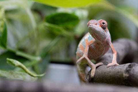 Ambilobe From "Fantara-makara" (AKA Star Gazer) x "Mandiso-ranoray" (AKA Miss Universe) - Hatched April 2026 - Male #8