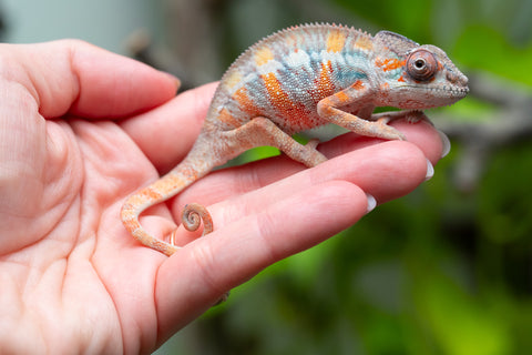 Ambilobe From "Fantara-makara" (AKA Star Gazer) x "Mandiso-ranoray" (AKA Miss Universe) - Hatched April 2026 - Male #8