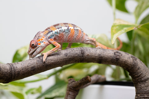 Ambilobe From "Fantara-makara" (AKA Star Gazer) x "Mandiso-ranoray" (AKA Miss Universe) - Hatched April 2026 - Male #8