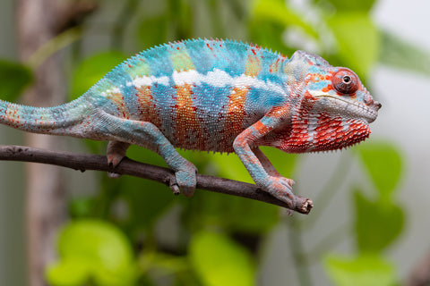 Ambilobe From "Fantara-makara" (AKA Star Gazer) x "Mandiso-ranoray" (AKA Miss Universe) - Hatched April 2026 - Male #9 - Pick Of Litter