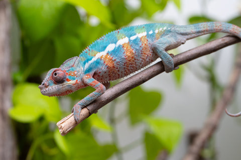 Ambilobe From "Fantara-makara" (AKA Star Gazer) x "Mandiso-ranoray" (AKA Miss Universe) - Hatched April 2026 - Male #9 - Pick Of Litter