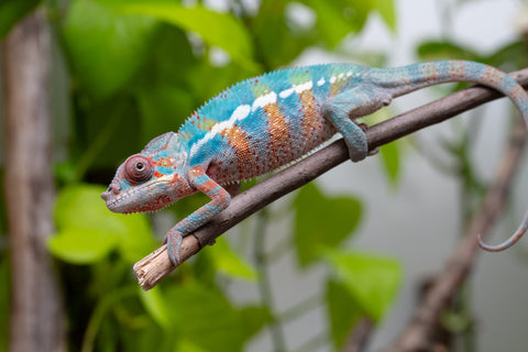 Ambilobe From "Fantara-makara" (AKA Star Gazer) x "Mandiso-ranoray" (AKA Miss Universe) - Hatched April 2026 - Male #9 - Pick Of Litter