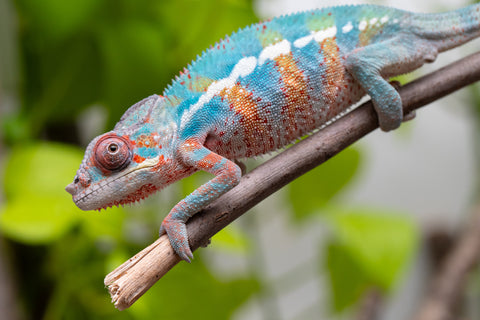 Ambilobe From "Fantara-makara" (AKA Star Gazer) x "Mandiso-ranoray" (AKA Miss Universe) - Hatched April 2026 - Male #9 - Pick Of Litter