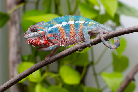 Ambilobe From "Fantara-makara" (AKA Star Gazer) x "Mandiso-ranoray" (AKA Miss Universe) - Hatched April 2026 - Male #9 - Pick Of Litter