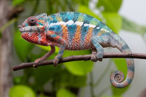 Ambilobe From "Fantara-makara" (AKA Star Gazer) x "Mandiso-ranoray" (AKA Miss Universe) - Hatched April 2026 - Male #9 - Pick Of Litter