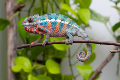Ambilobe From "Fantara-makara" (AKA Star Gazer) x "Mandiso-ranoray" (AKA Miss Universe) - Hatched April 2026 - Male #9 - Pick Of Litter