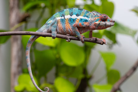 Ambilobe From "Fantara-makara" (AKA Star Gazer) x "Mandiso-ranoray" (AKA Miss Universe) - Hatched April 2026 - Male #9 - Pick Of Litter