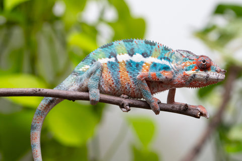 Ambilobe From "Fantara-makara" (AKA Star Gazer) x "Mandiso-ranoray" (AKA Miss Universe) - Hatched April 2026 - Male #9 - Pick Of Litter