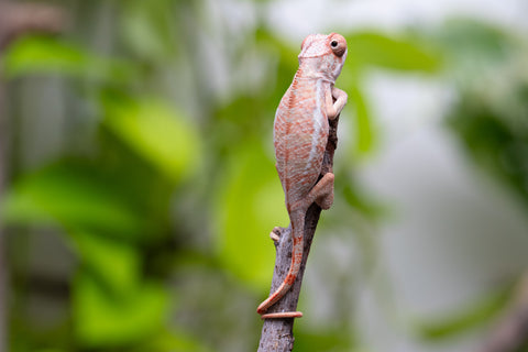 Ambilobe From "Fantara-makara" (AKA Star Gazer) x "Ontany-fango" (AKA Question Mark) - Hatched June - July 2026 - Male #1