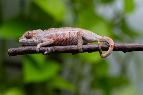 Ambilobe From "Fantara-makara" (AKA Star Gazer) x "Ontany-fango" (AKA Question Mark) - Hatched June - July 2026 - Male #1
