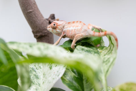 Ambilobe From "Fantara-makara" (AKA Star Gazer) x "Ontany-fango" (AKA Question Mark) - Hatched June - July 2026 - Male #1