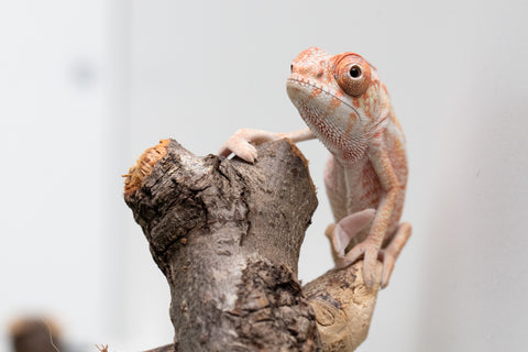 Ambilobe From "Fantara-makara" (AKA Star Gazer) x "Ontany-fango" (AKA Question Mark) - Hatched June - July 2026 - Male #1