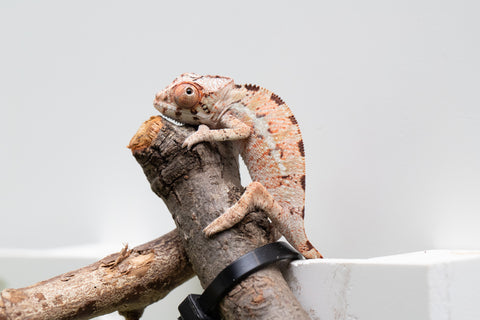 Ambilobe From "Fantara-makara" (AKA Star Gazer) x "Ontany-fango" (AKA Question Mark) - Hatched June - July 2026 - Male #1