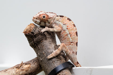 Ambilobe From "Fantara-makara" (AKA Star Gazer) x "Ontany-fango" (AKA Question Mark) - Hatched June - July 2026 - Male #1