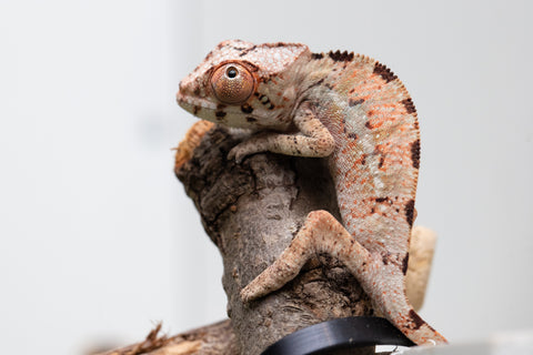 Ambilobe From "Fantara-makara" (AKA Star Gazer) x "Ontany-fango" (AKA Question Mark) - Hatched June - July 2026 - Male #1