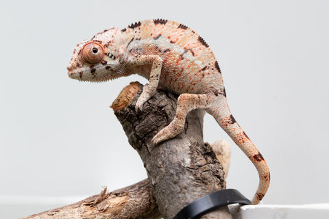 Ambilobe From "Fantara-makara" (AKA Star Gazer) x "Ontany-fango" (AKA Question Mark) - Hatched June - July 2026 - Male #1