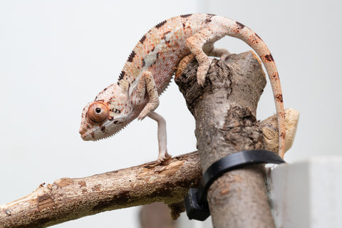 Ambilobe From "Fantara-makara" (AKA Star Gazer) x "Ontany-fango" (AKA Question Mark) - Hatched June - July 2026 - Male #1