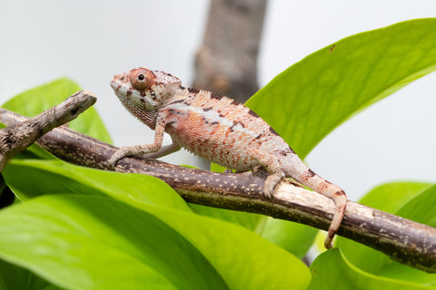 Ambilobe From "Fantara-makara" (AKA Star Gazer) x "Ontany-fango" (AKA Question Mark) - Hatched June - July 2026 - Male #1