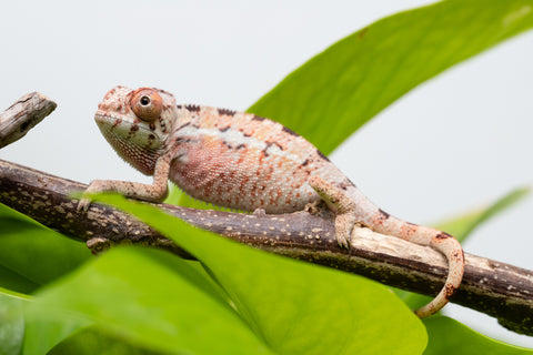 Ambilobe From "Fantara-makara" (AKA Star Gazer) x "Ontany-fango" (AKA Question Mark) - Hatched June - July 2026 - Male #1