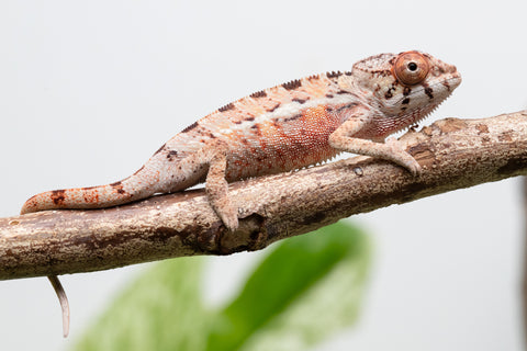 Ambilobe From "Fantara-makara" (AKA Star Gazer) x "Ontany-fango" (AKA Question Mark) - Hatched June - July 2026 - Male #1