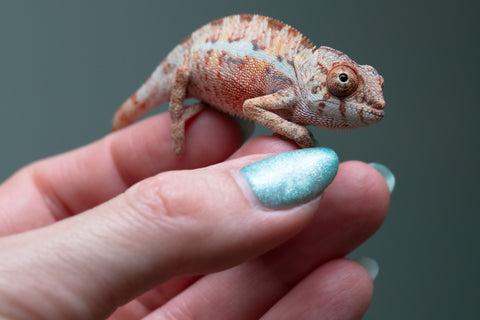 Ambilobe From "Fantara-makara" (AKA Star Gazer) x "Ontany-fango" (AKA Question Mark) - Hatched June - July 2026 - Male #1