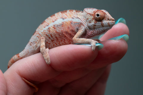 Ambilobe From "Fantara-makara" (AKA Star Gazer) x "Ontany-fango" (AKA Question Mark) - Hatched June - July 2026 - Male #1
