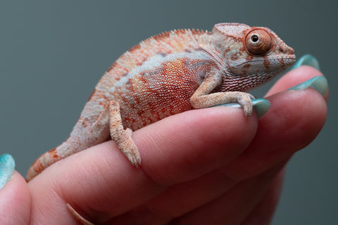 Ambilobe From "Fantara-makara" (AKA Star Gazer) x "Ontany-fango" (AKA Question Mark) - Hatched June - July 2026 - Male #1