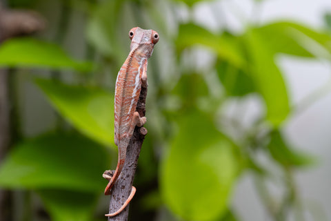 Ambilobe From "Fantara-makara" (AKA Star Gazer) x "Ontany-fango" (AKA Question Mark) - Hatched June - July 2026 - Male #2