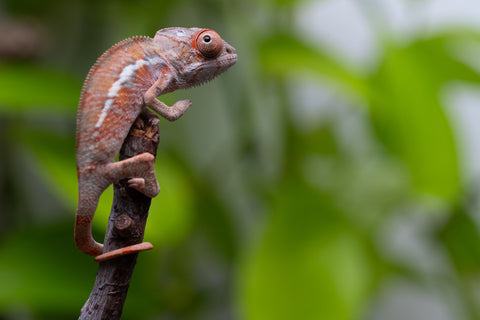Ambilobe From "Fantara-makara" (AKA Star Gazer) x "Ontany-fango" (AKA Question Mark) - Hatched June - July 2026 - Male #2