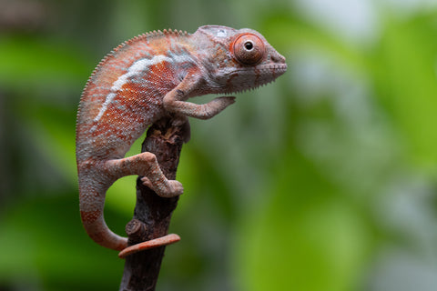 Ambilobe From "Fantara-makara" (AKA Star Gazer) x "Ontany-fango" (AKA Question Mark) - Hatched June - July 2026 - Male #2
