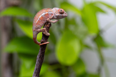 Ambilobe From "Fantara-makara" (AKA Star Gazer) x "Ontany-fango" (AKA Question Mark) - Hatched June - July 2026 - Male #2